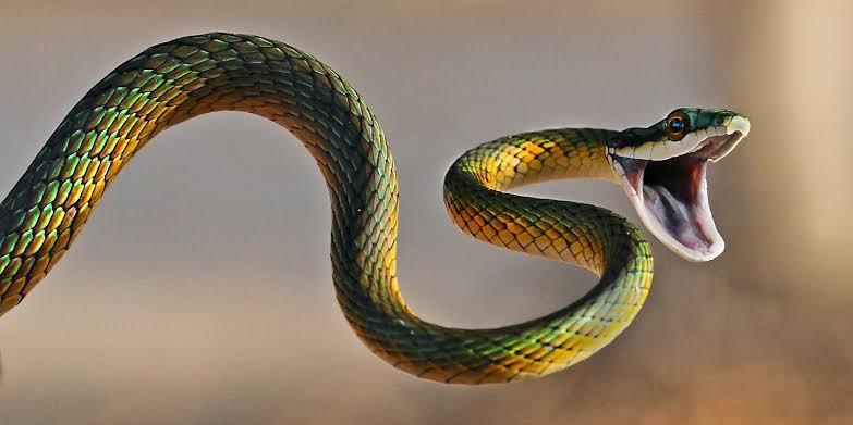 งูเป็นสัตว์เลื้อยคลานที่มีอันตรายทั้งต่อคนและสัตว์เลี้ยง